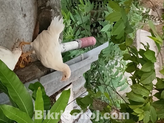 লেয়ার হাইব্রিড মুরগি